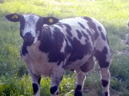 Pongo le bélier